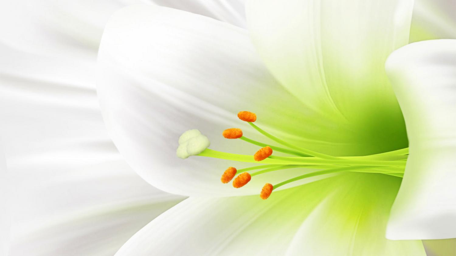 image-478551-White Flower.jpg